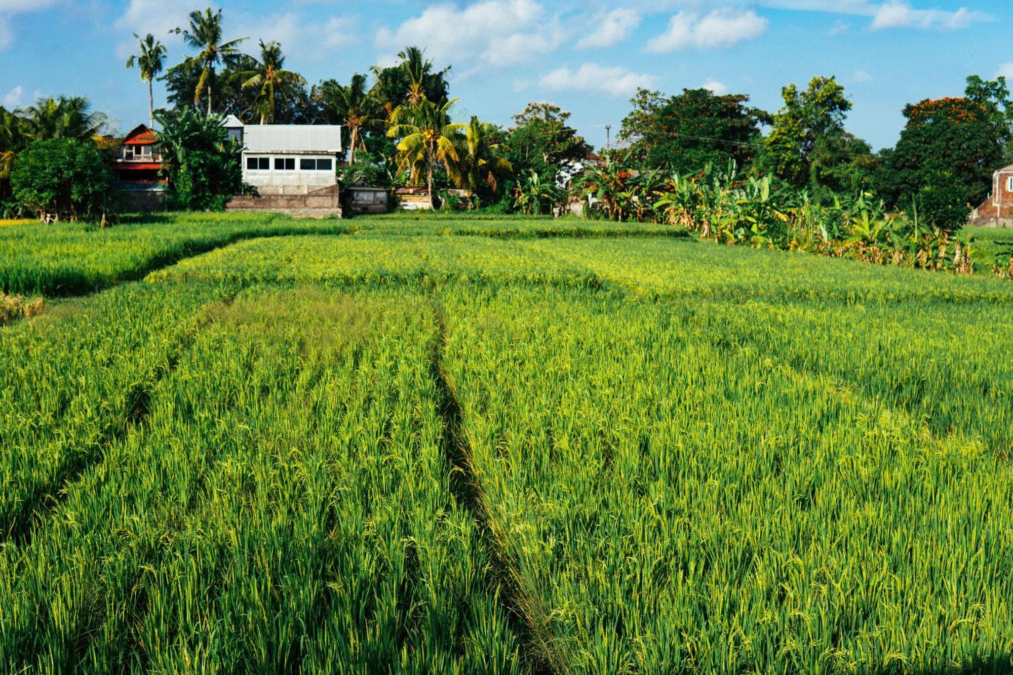 Tut Winten Villa Ubud ภายนอก รูปภาพ